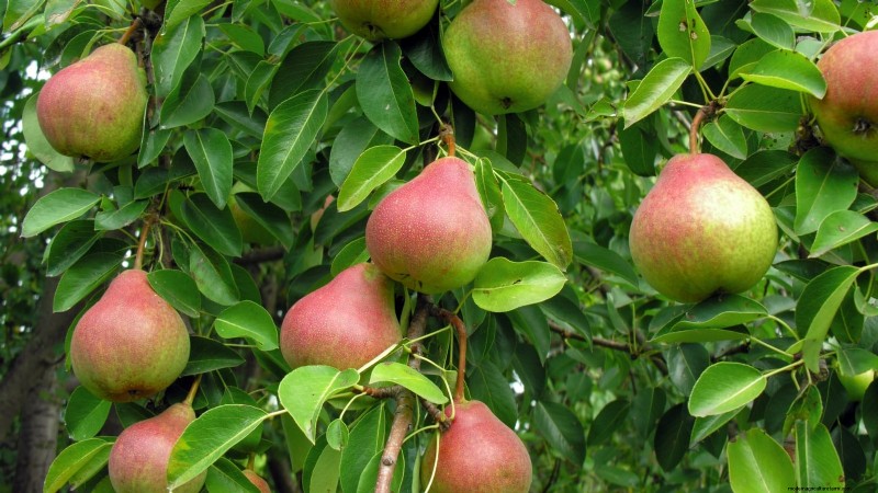 Best Pear Tree Varieties for Home Orchards: A Comprehensive Guide