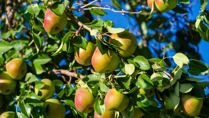 Best Pear Tree Varieties for Home Orchards: A Comprehensive Guide