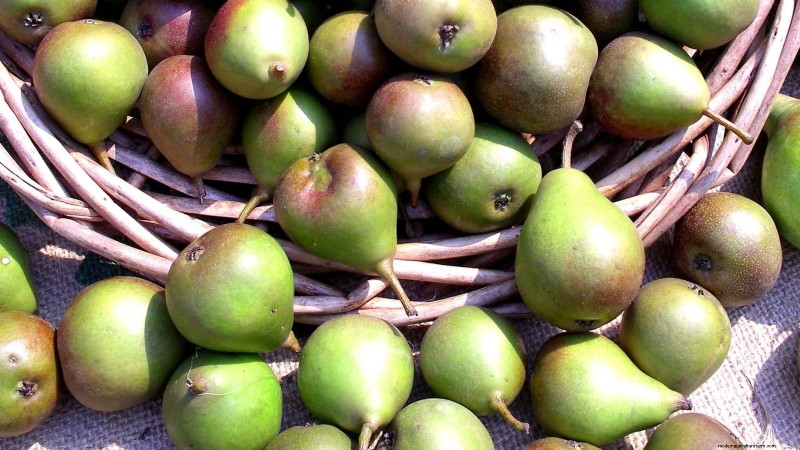 Best Pear Tree Varieties for Home Orchards: A Comprehensive Guide