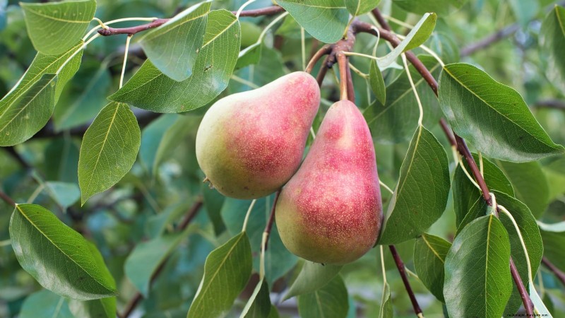 Best Pear Tree Varieties for Home Orchards: A Comprehensive Guide