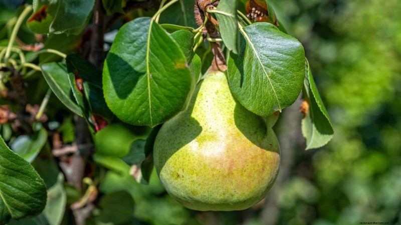 Best Pear Tree Varieties for Home Orchards: A Comprehensive Guide