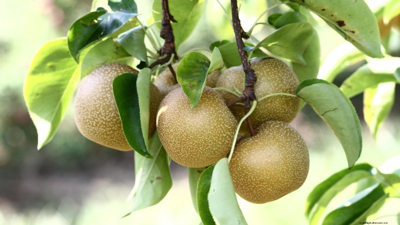 Best Pear Tree Varieties for Home Orchards: A Comprehensive Guide