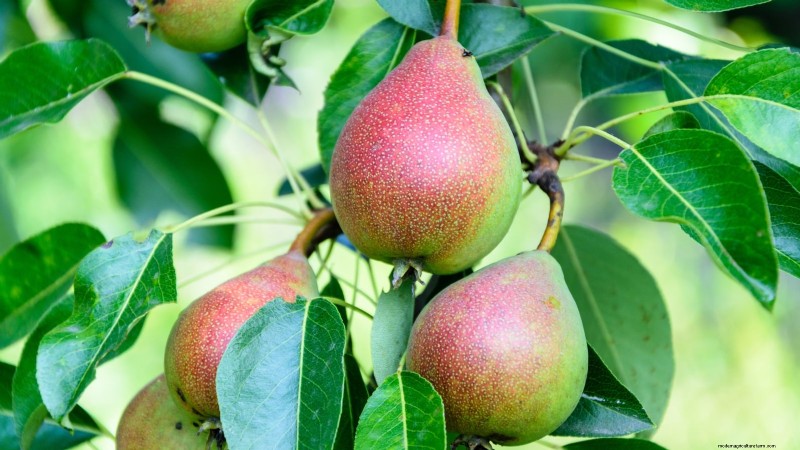 Best Pear Tree Varieties for Home Orchards: A Comprehensive Guide
