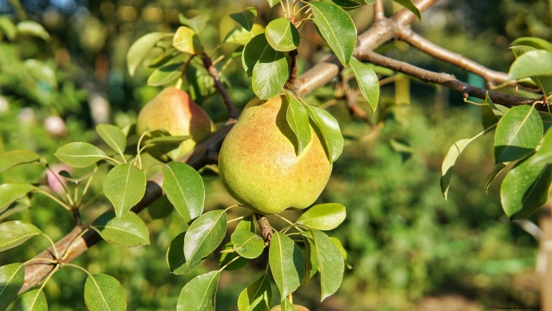 Best Pear Tree Varieties for Home Orchards: A Comprehensive Guide