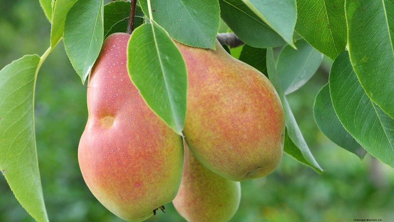 Best Pear Tree Varieties for Home Orchards: A Comprehensive Guide