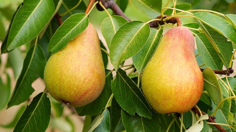 Best Pear Tree Varieties for Home Orchards: A Comprehensive Guide