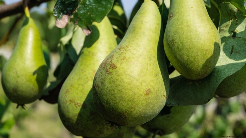 Best Pear Tree Varieties for Home Orchards: A Comprehensive Guide
