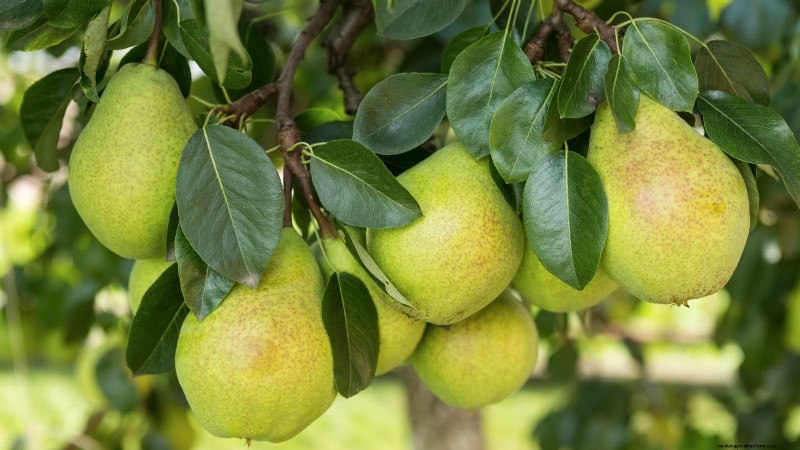 Best Pear Tree Varieties for Home Orchards: A Comprehensive Guide