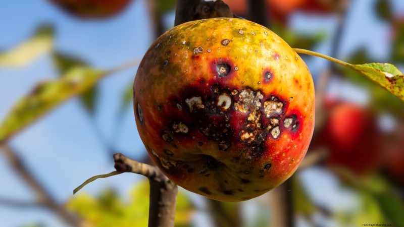 Apple Tree Diseases: Identification, Prevention & Treatment Guide