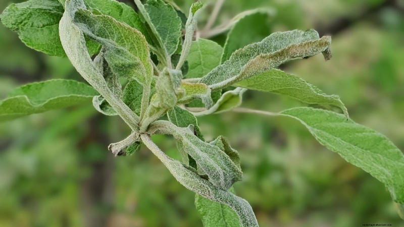 Apple Tree Diseases: Identification, Prevention & Treatment Guide