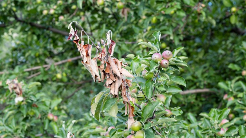 Apple Tree Diseases: Identification, Prevention & Treatment Guide