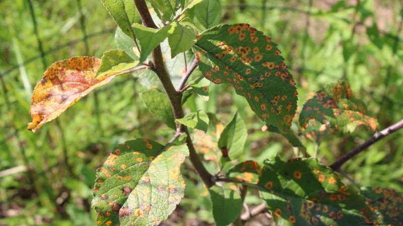 Apple Tree Diseases: Identification, Prevention & Treatment Guide