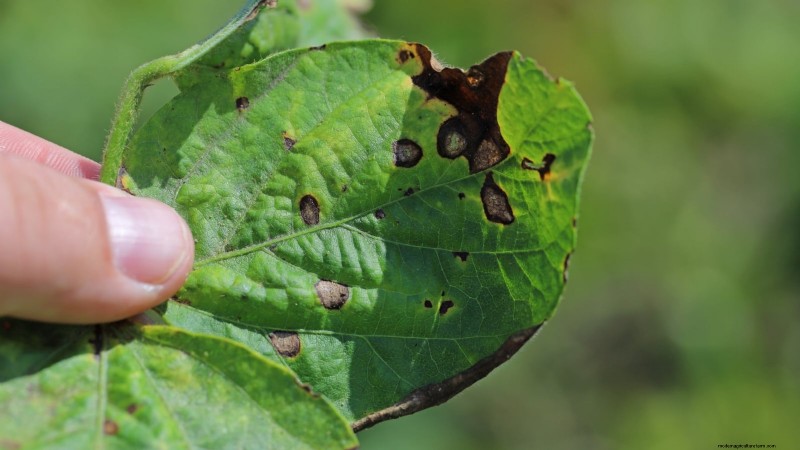Apple Tree Diseases: Identification, Prevention & Treatment Guide