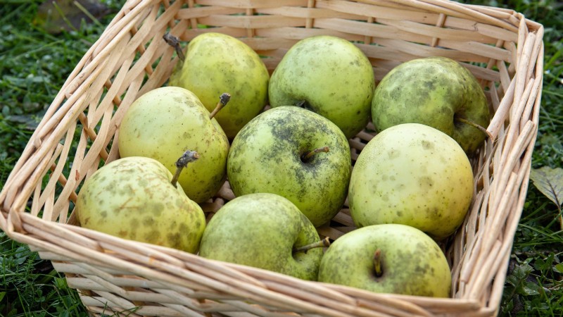 Apple Tree Diseases: Identification, Prevention & Treatment Guide