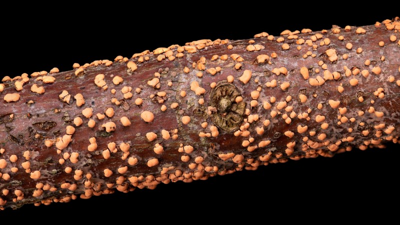 Apple Tree Diseases: Identification, Prevention & Treatment Guide