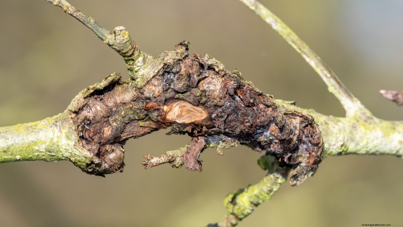 Apple Tree Diseases: Identification, Prevention & Treatment Guide