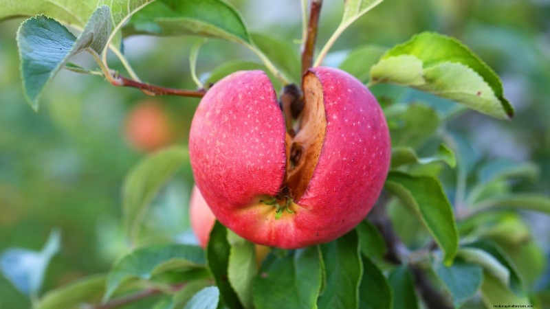 Apple Tree Diseases: Identification, Prevention & Treatment Guide