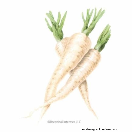 Parsnip Growing Guide: Common Problems & Solutions