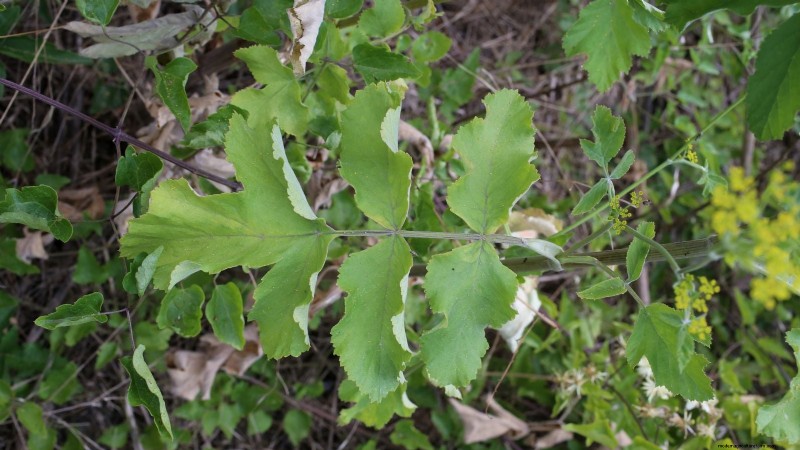 Parsnip Growing Guide: Common Problems & Solutions