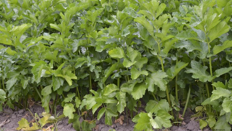 Parsnip Growing Guide: Common Problems & Solutions