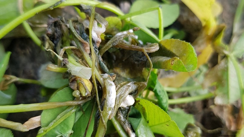 Parsnip Growing Guide: Common Problems & Solutions