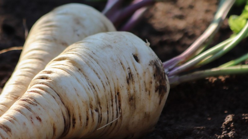 Parsnip Growing Guide: Common Problems & Solutions