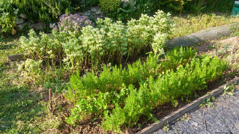 Parsnip Growing Guide: Common Problems & Solutions