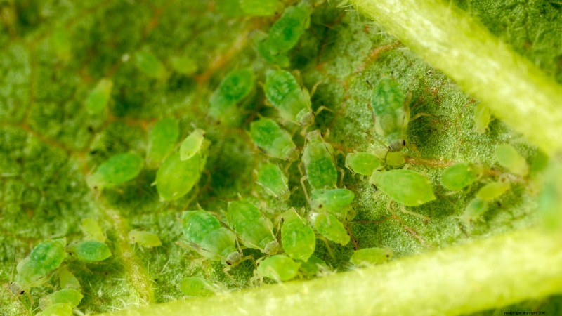 Parsnip Growing Guide: Common Problems & Solutions