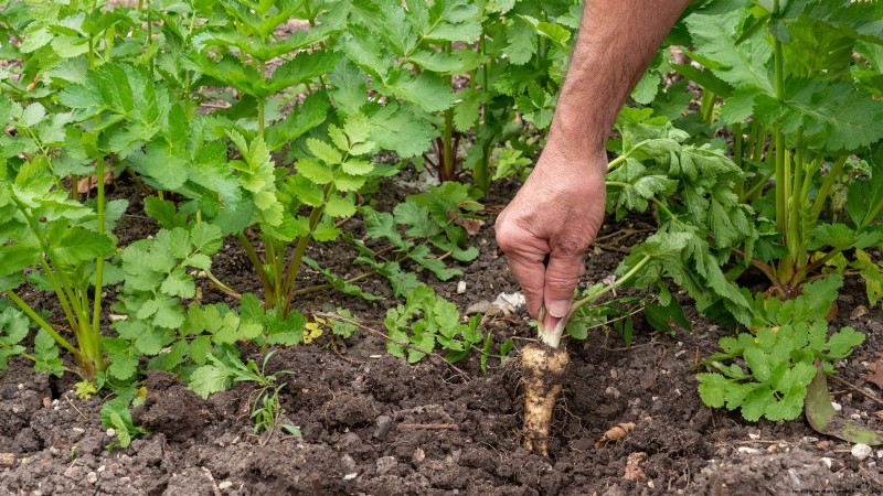 Parsnip Growing Guide: Common Problems & Solutions