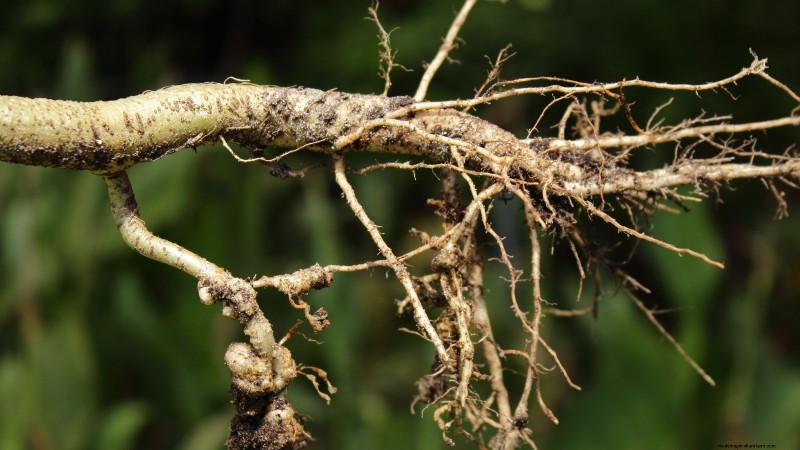 Parsnip Growing Guide: Common Problems & Solutions