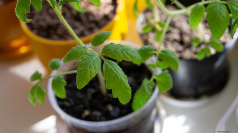 Overwintering Crops: Extend Your Growing Season (Zone 8b Guide)