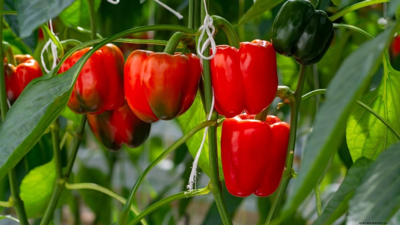 Overwintering Crops: Extend Your Growing Season (Zone 8b Guide)