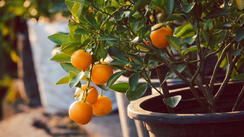Overwintering Crops: Extend Your Growing Season (Zone 8b Guide)