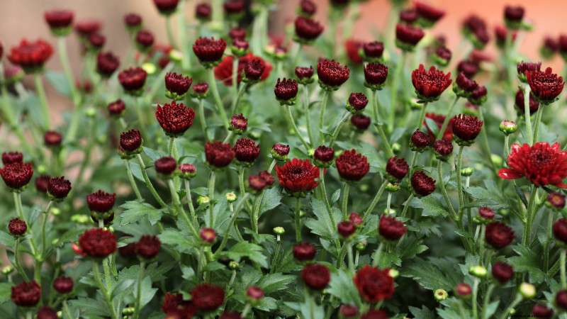Overwintering Crops: Extend Your Growing Season (Zone 8b Guide)