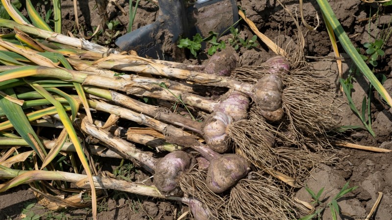 Overwintering Crops: Extend Your Growing Season (Zone 8b Guide)