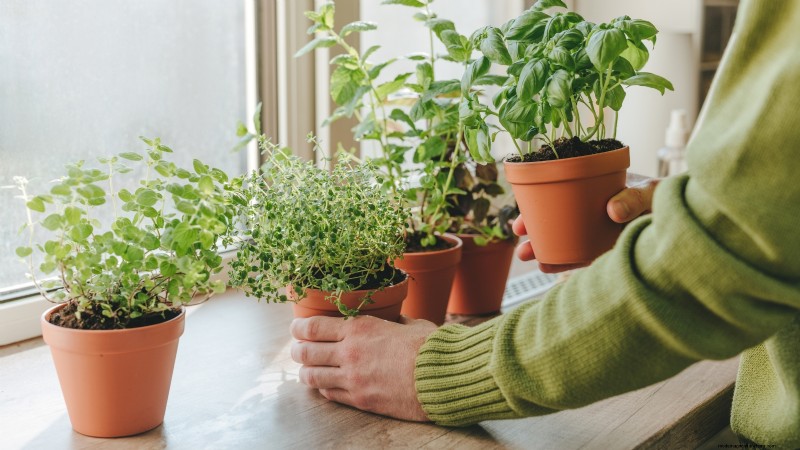 Overwintering Crops: Extend Your Growing Season (Zone 8b Guide)