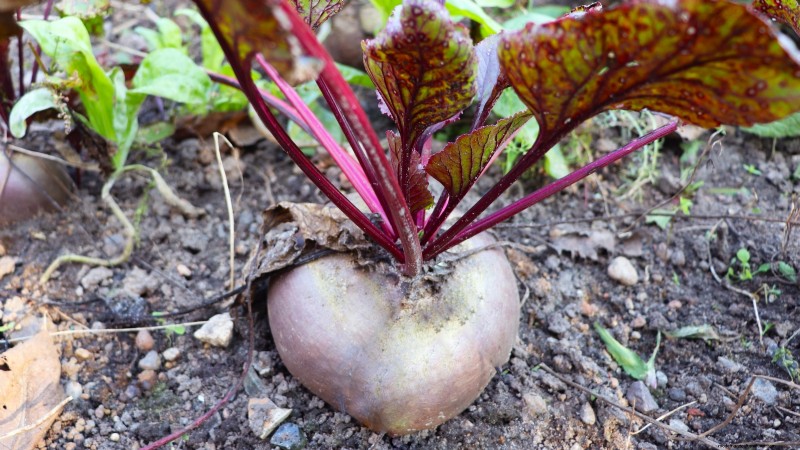 Overwintering Crops: Extend Your Growing Season (Zone 8b Guide)