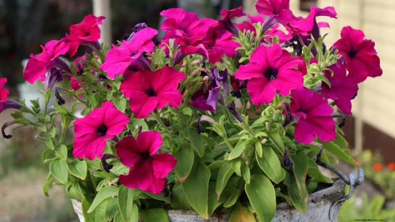 Overwintering Crops: Extend Your Growing Season (Zone 8b Guide)
