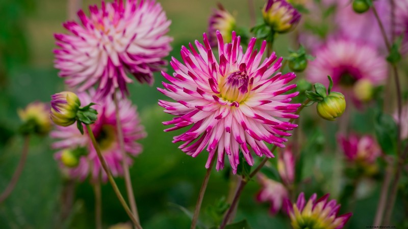 Overwintering Crops: Extend Your Growing Season (Zone 8b Guide)