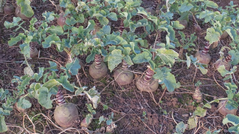 Grow Rutabagas: Expert Tips for Sweet & Plump Roots