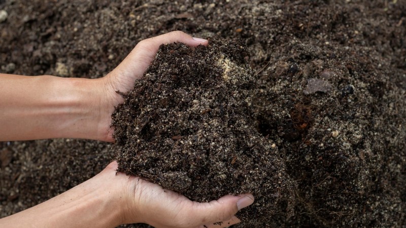 Grow Rutabagas: Expert Tips for Sweet & Plump Roots