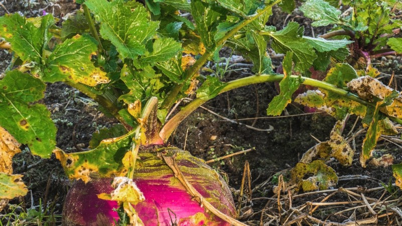 Grow Rutabagas: Expert Tips for Sweet & Plump Roots