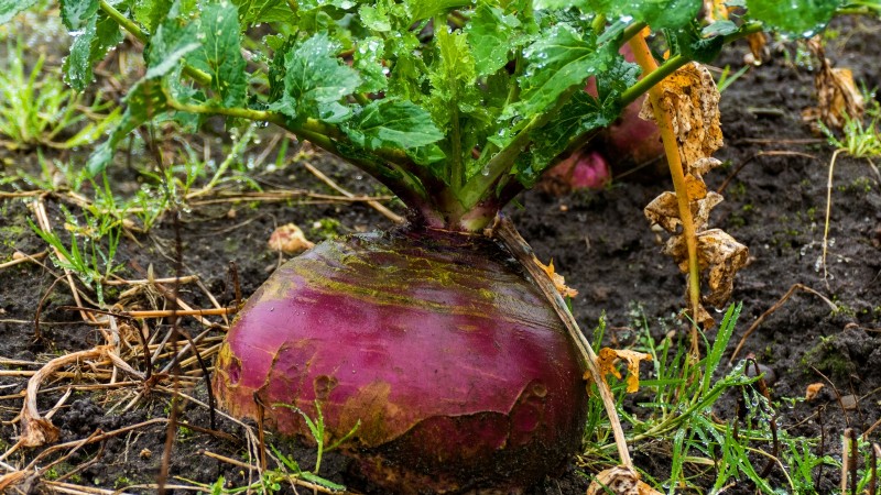 Grow Rutabagas: Expert Tips for Sweet & Plump Roots
