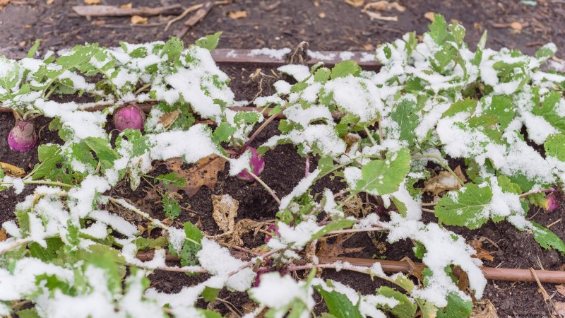 Grow Rutabagas: Expert Tips for Sweet & Plump Roots