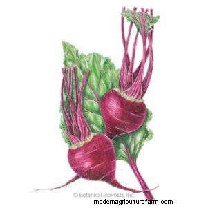 Grow Your Own: 13 Best Root Vegetables for a Bountiful Harvest