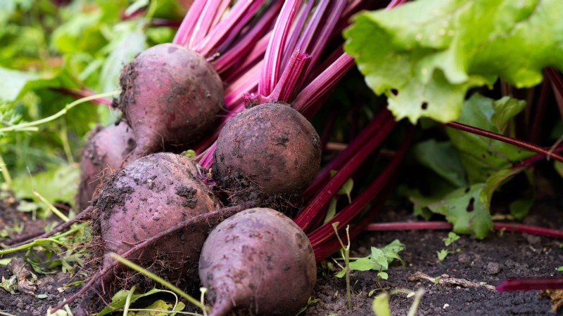 Grow Your Own: 13 Best Root Vegetables for a Bountiful Harvest