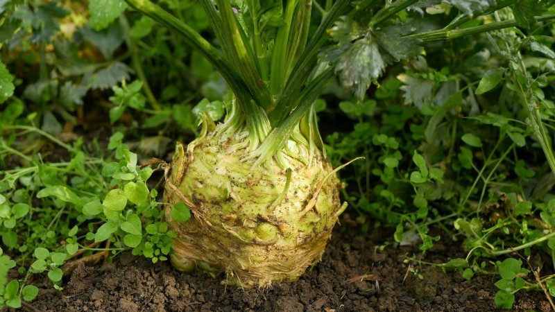 Grow Your Own: 13 Best Root Vegetables for a Bountiful Harvest