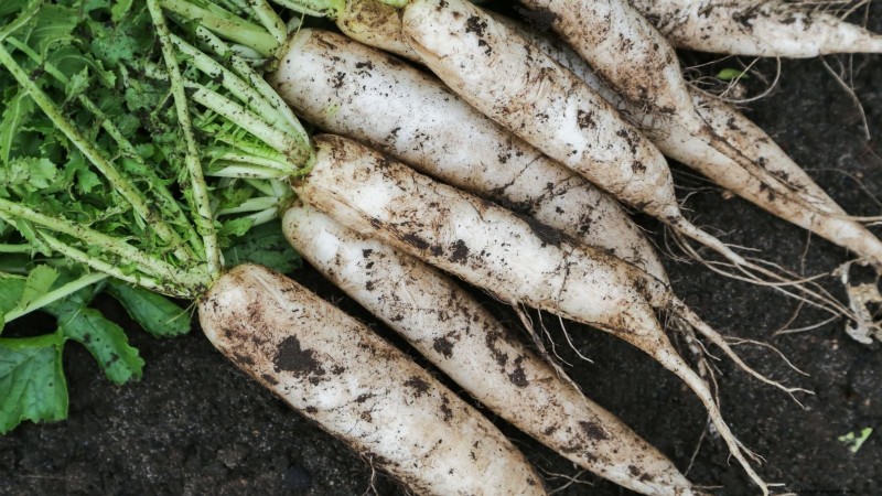 Grow Your Own: 13 Best Root Vegetables for a Bountiful Harvest