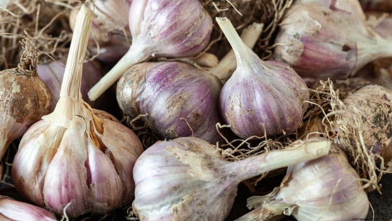 Grow Your Own: 13 Best Root Vegetables for a Bountiful Harvest