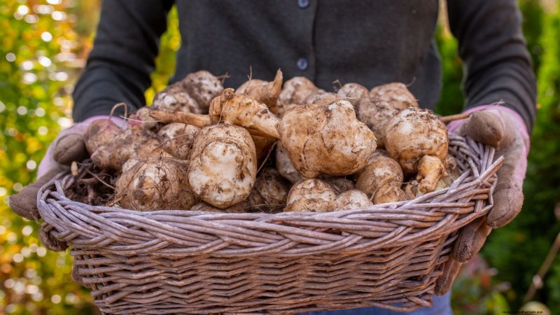 Grow Your Own: 13 Best Root Vegetables for a Bountiful Harvest
